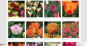 Tulips.com website product page for tulip bulbs