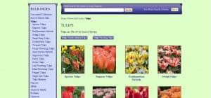 Van Engelen website product page for tulip bulbs