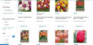 Walmart website product page for tulip bulbs