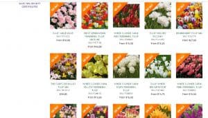 White Flower Farm website product page for tulip bulbs