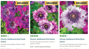 Burpee website product page for Petunia Seeds