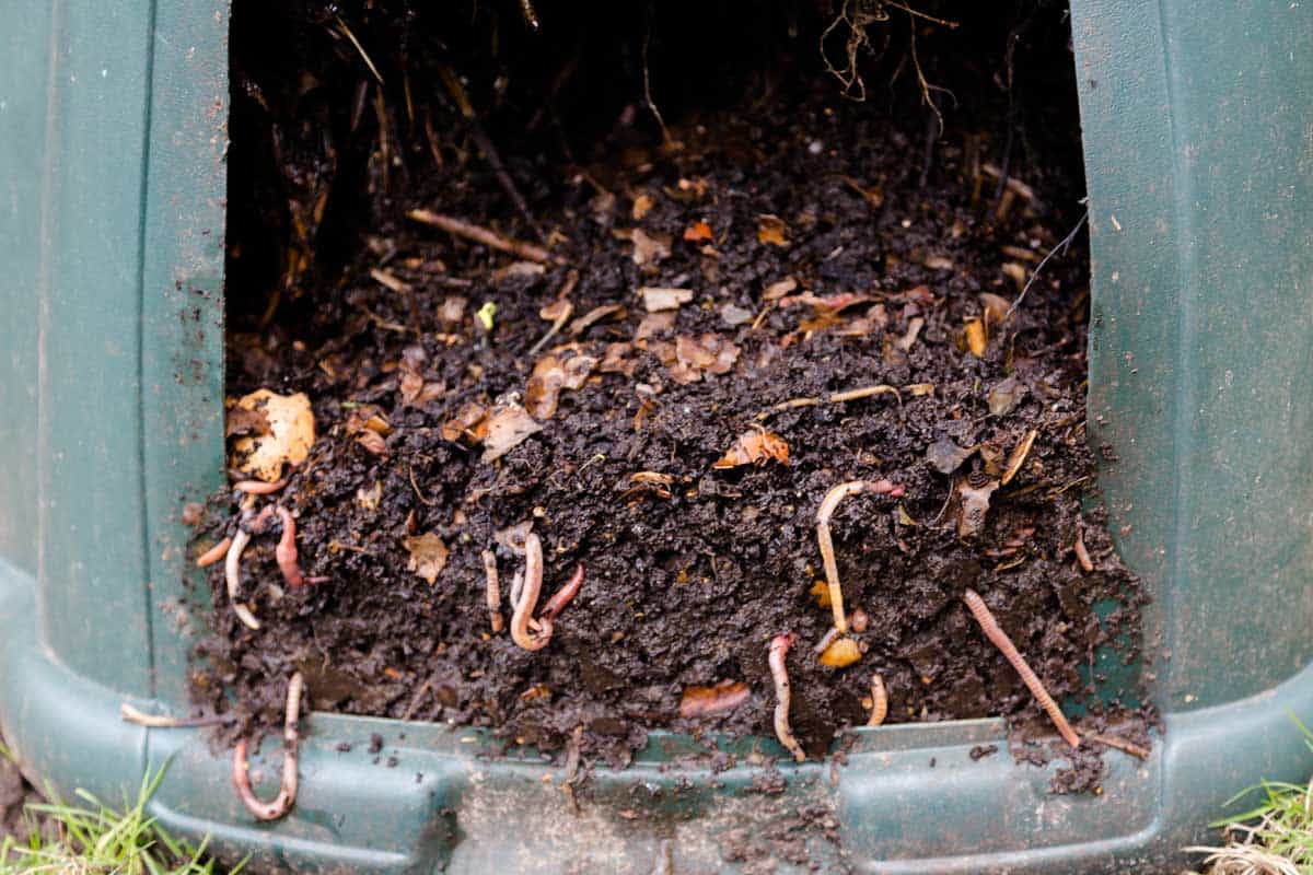 Worms in compost bin with plant roots