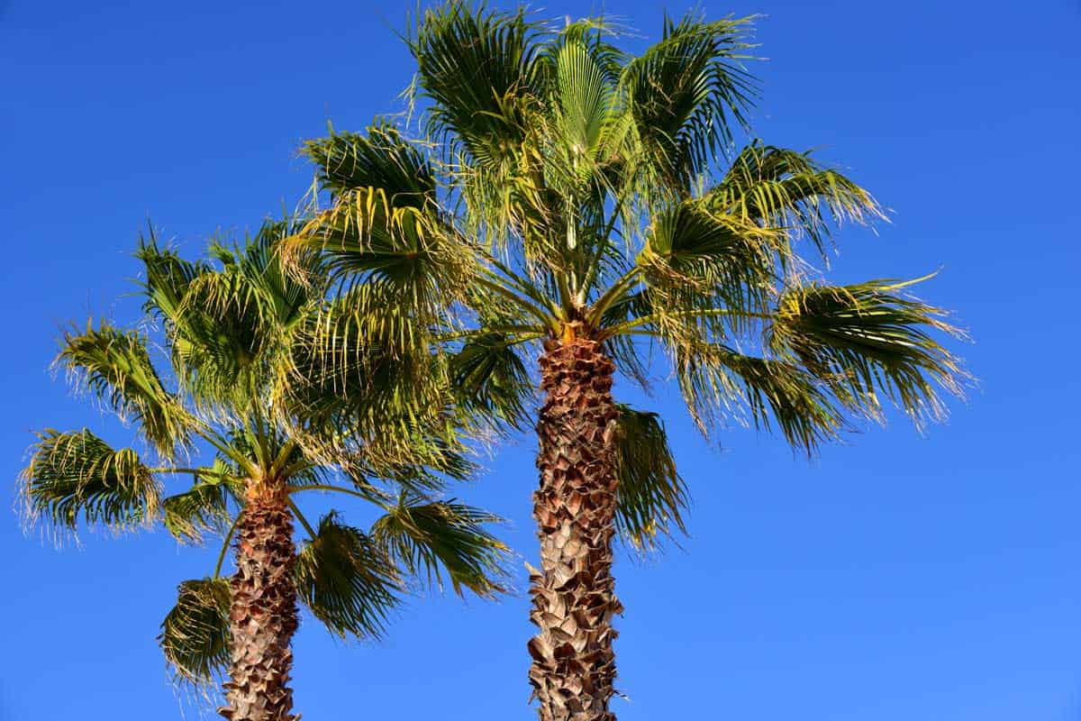 Trachycarpus fortunei palms against blue sky (Chusan palm, windmill palm or Chinese windmill palm), How to Care for Palm Trees in Florida