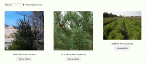 Cold Stream Farm website product page for pine trees