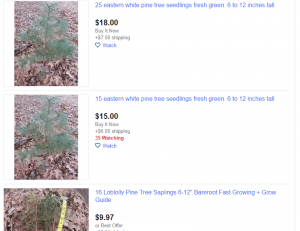 eBay website product page for pine trees