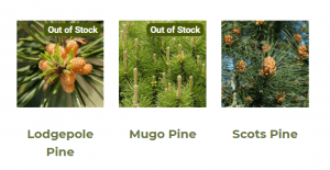 Silent Seedling Nursery website product page for pine trees