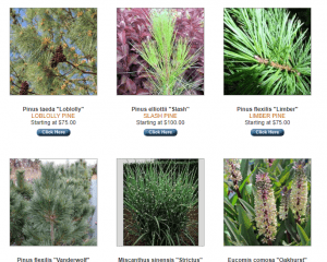 Sooner Plant Farm website product page for pine trees