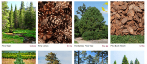 Tennessee Wholesale Nursery website product page for pine trees