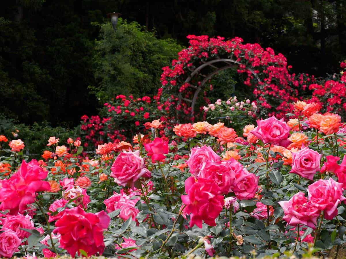 Beautiful rose garden with red and pink roses