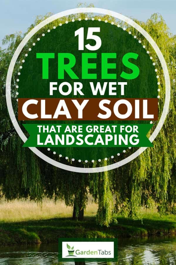 Weeping willow tree on a sunny day, 15 Trees For Wet Clay Soil That Are Great For Landscaping