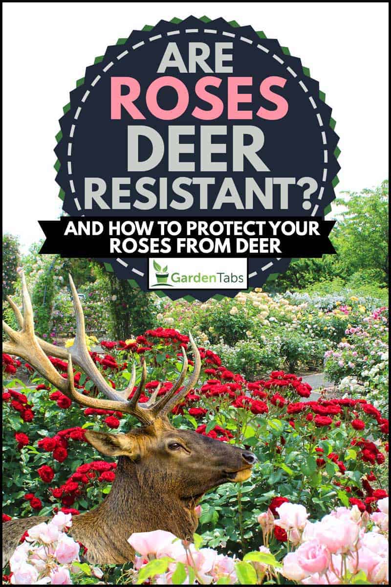 Colorful red and pink roses with a deer, Are Roses Deer-Resistant? [And How to Protect Your Roses From Deer]