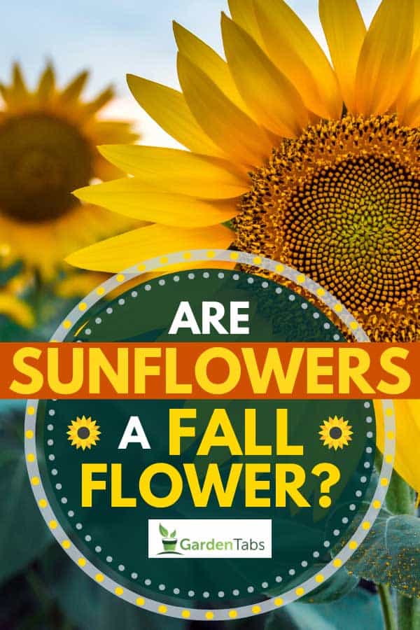 Beautiful sunflower field during sunset, Are Sunflowers a Fall Flower?