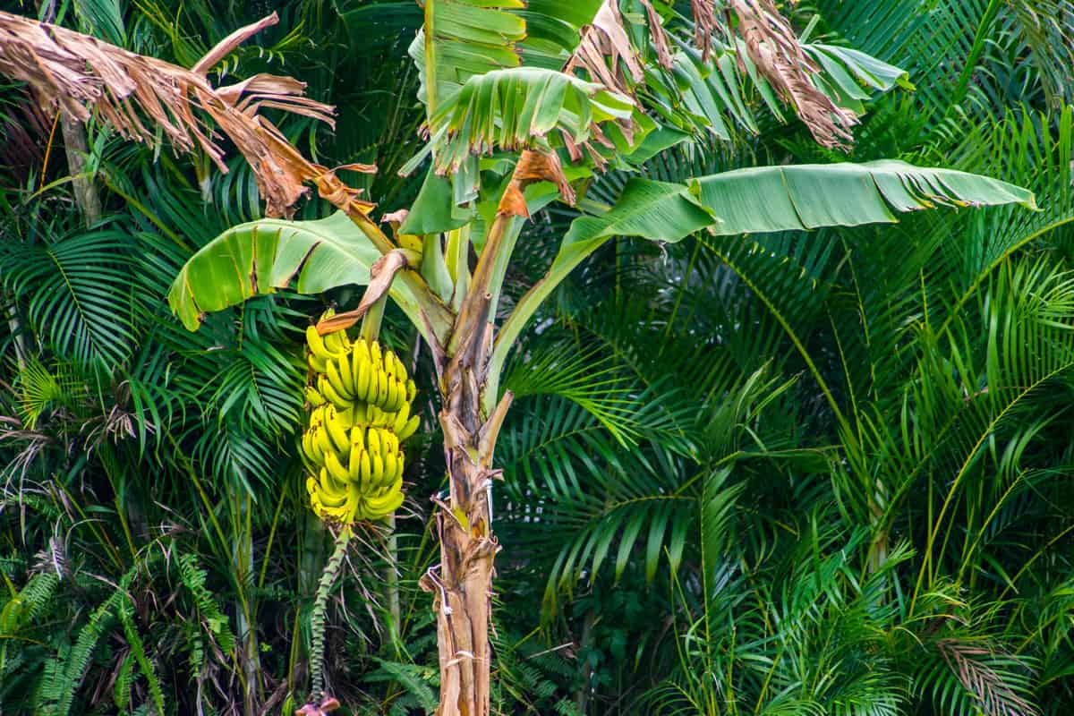 Banana tree with ripe yellow banana fruit, Can You Grow A Banana Tree From An Actual Banana?