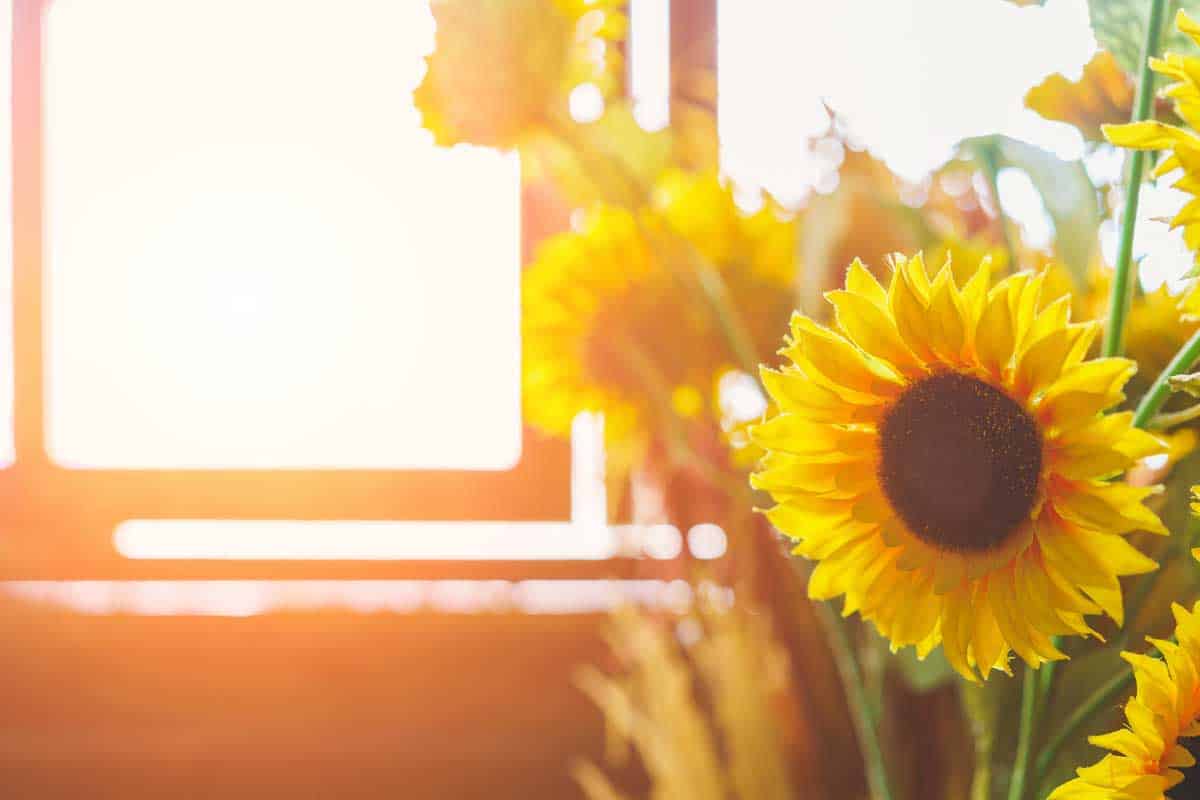 Beautiful sunflowers growing on the window at home, Can You Grow Sunflowers Indoors? [Yes! And Here's How To!]