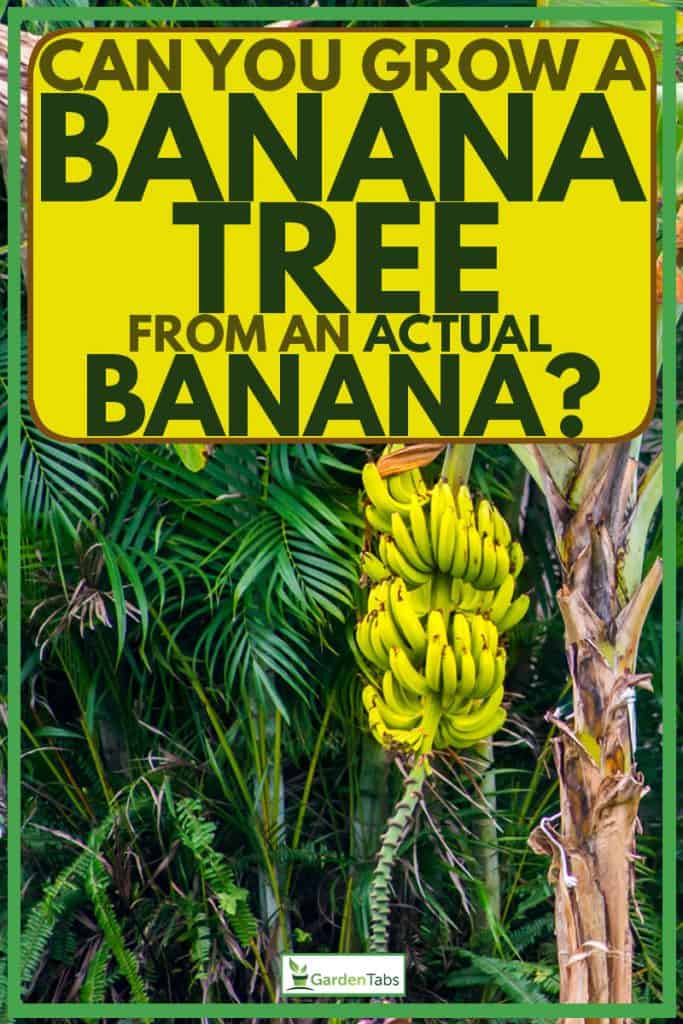 Banana tree with ripe yellow banana fruit, Can You Grow A Banana Tree From An Actual Banana?
