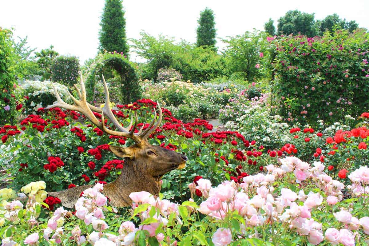 Colorful red and pink roses with a Deer walking around