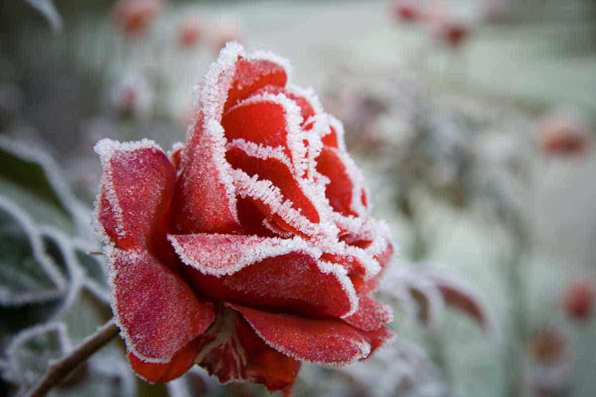 Frosted Red Rose in the depts of winter