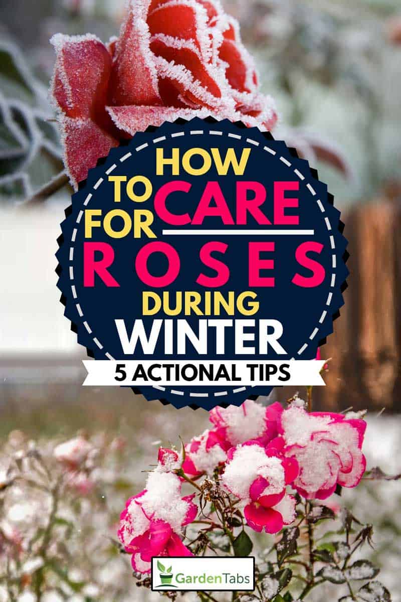 A collage of two roses in winter season, How To Care For Roses During Winter [5 Actionable Tips]
