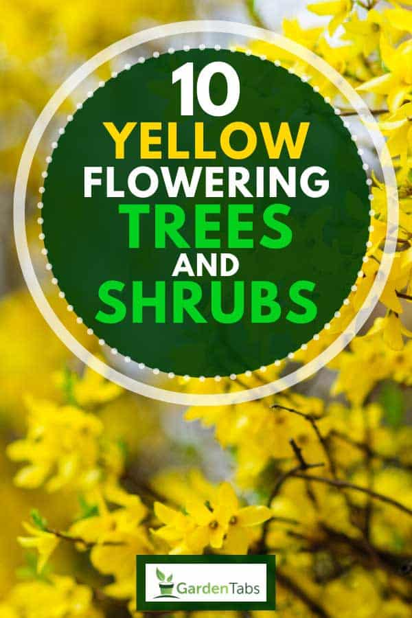 especially for Track N and Z, 3 cm high yellow flowering 10 Beautiful Flowers Trees