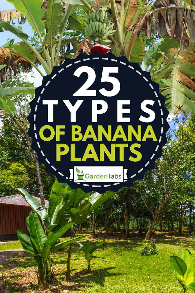 A collage of Tropical Banana Tree with Its Fruits and Inflorescence and a young banana tree planted at the back of a wooden house, 25 Types of Banana Plants