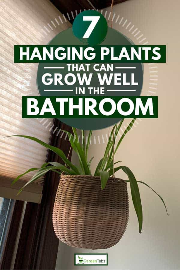Spider plant in hanging basket screwed in ceiling, 7 Hanging Plants that Can Grow Well in the Bathroom