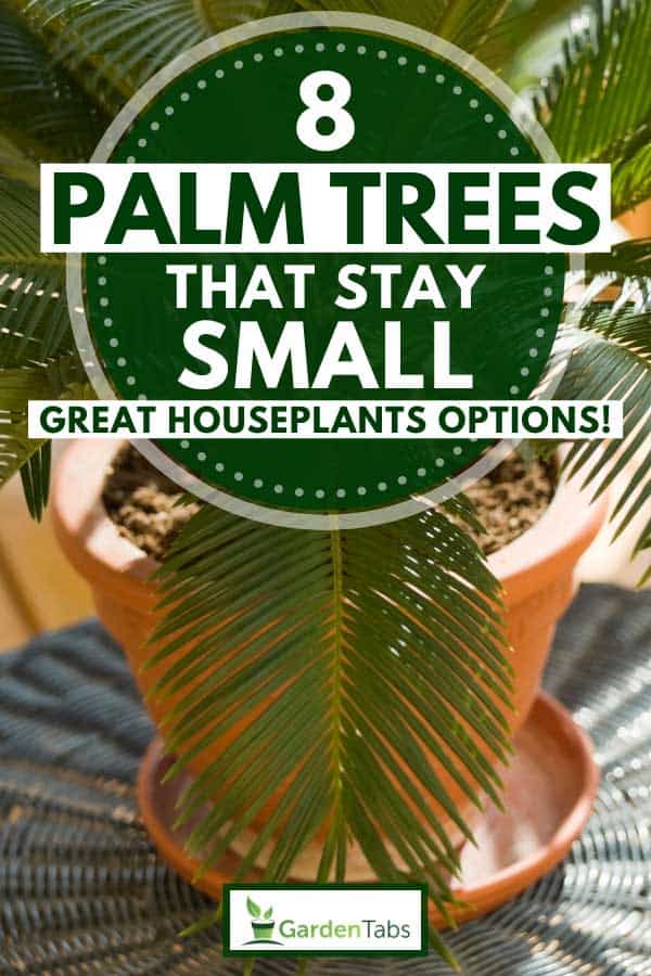 Sago Palm in a pot on a balcony table, 8 Palm Trees That Stay Small [Great Houseplants Options!]