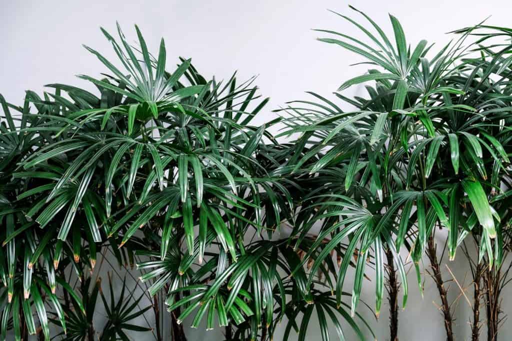 A lady palm tree photographed on a white background, 9 Indoor Trees That Require Low Light