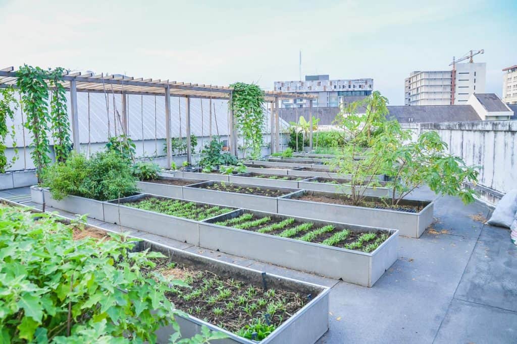 A clean and beautiful rooftop vegetable garden