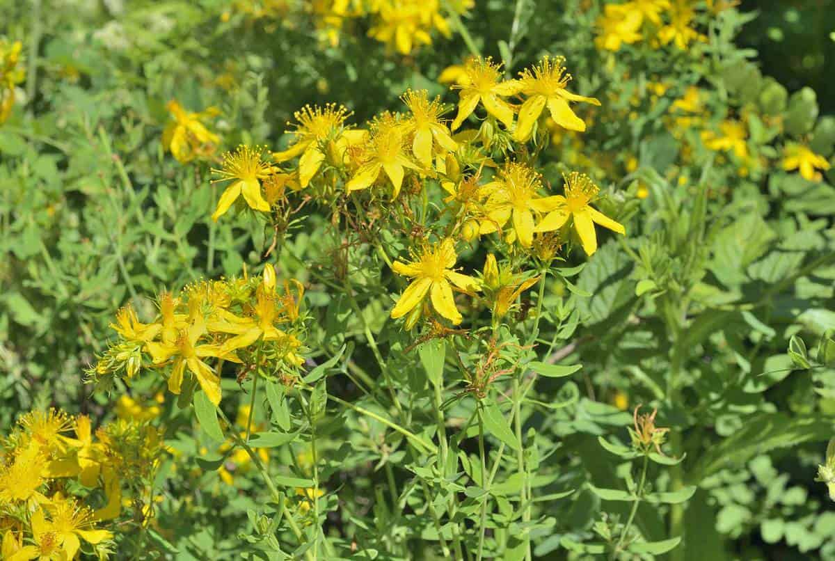 A close up of the blooming medicinal herb hypericum (Hypericum perforatum)