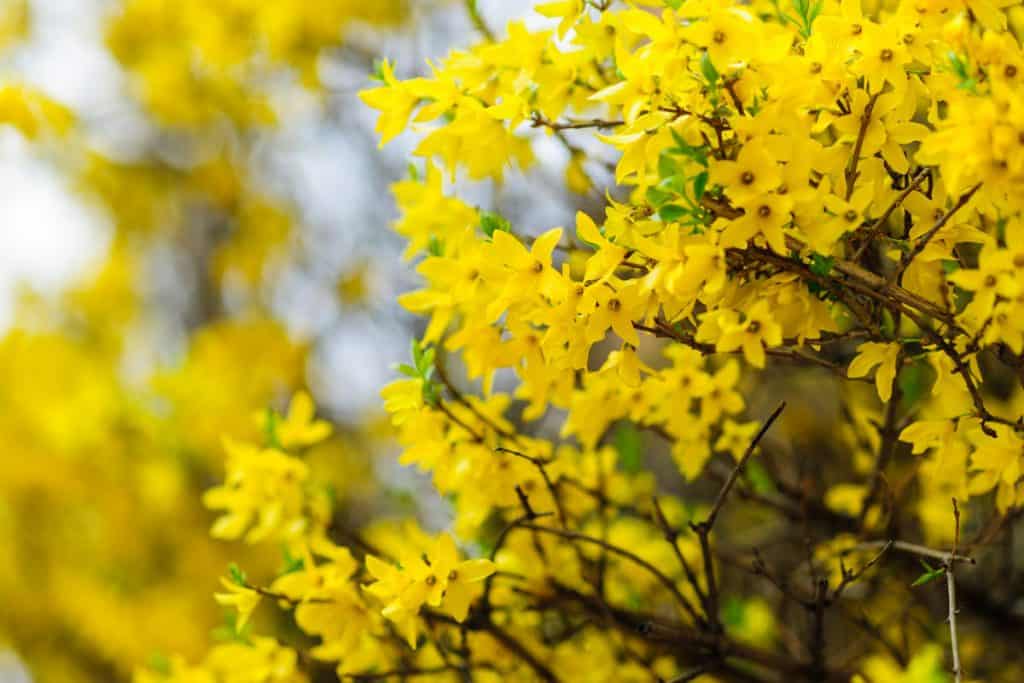A close up photograph of a Forsyhthia 