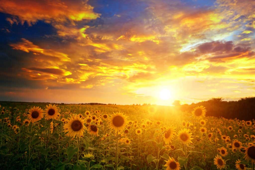 A wide plantation of sunflower photographed on sunset