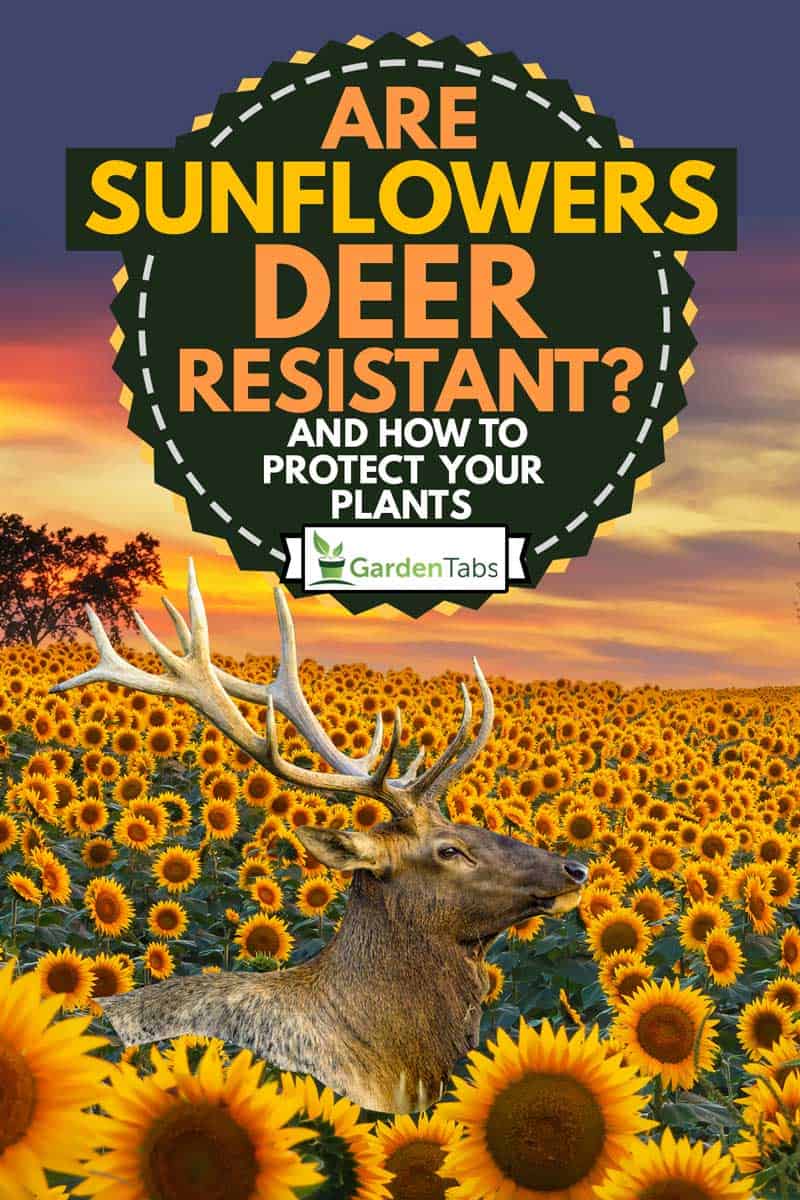 Sunflower field with a deer in the background in the Midwest in full bloom at sunset., Are Sunflowers Deer Resistant? [and How to Protect Your Plants]