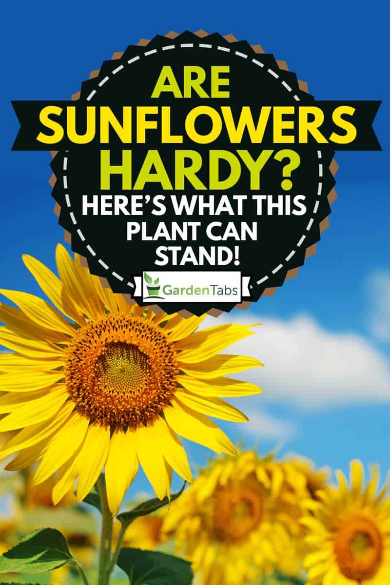 landscape field of sunflowers, Are Sunflowers Hardy? [Here's What This Plant Can Stand!]