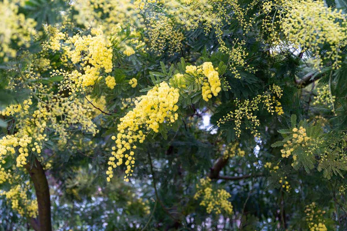 Blooming Acacia farnesiana in springtime