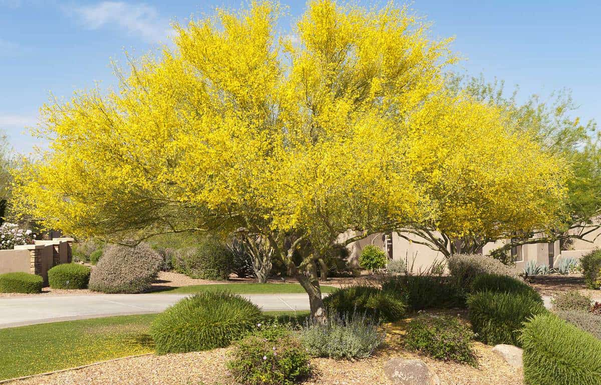 Blooming Palo Verde Tree set in yard with desert landscaping