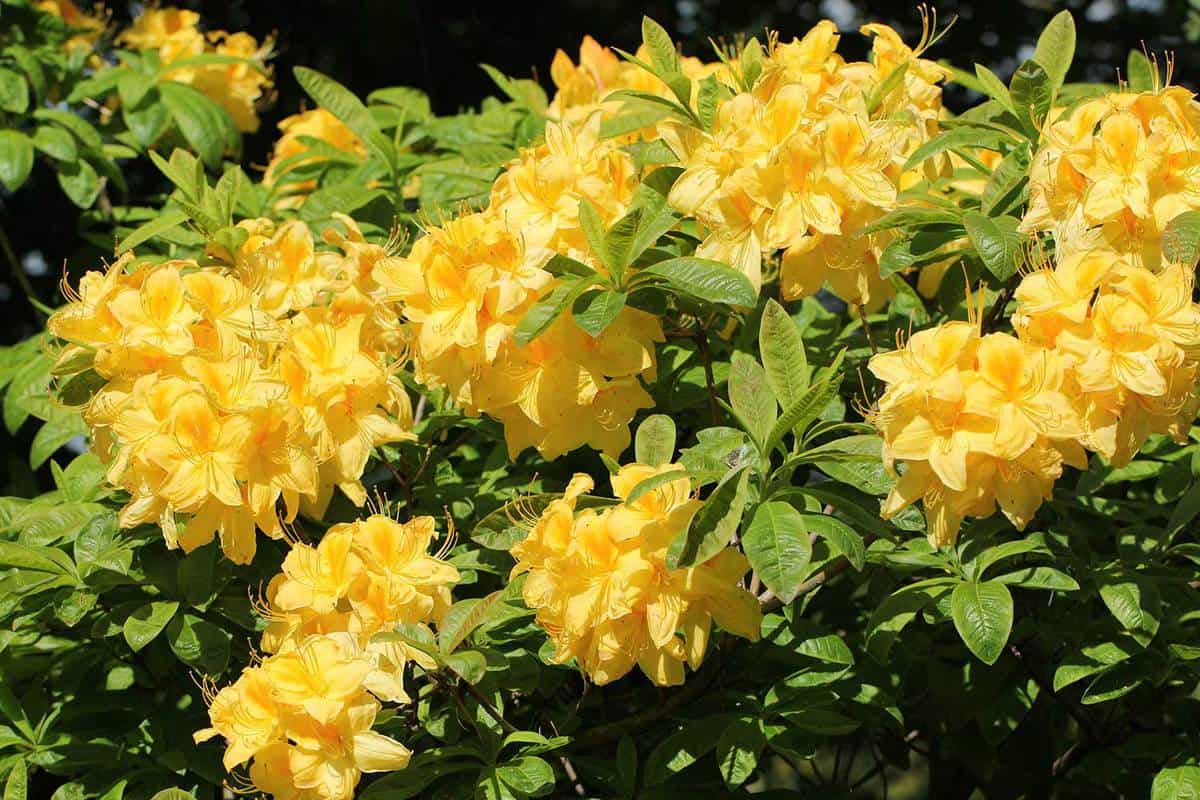 Blooming yellow azalea or rhododendron