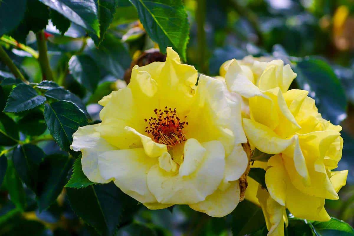 Blossom of the yellow shrub rose (Light Queen Lucia)
