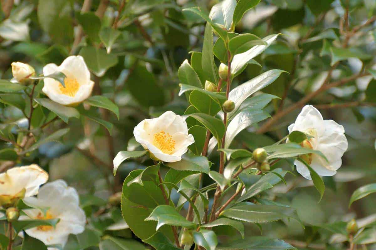 Camellia japonica with glossy dark green leaves