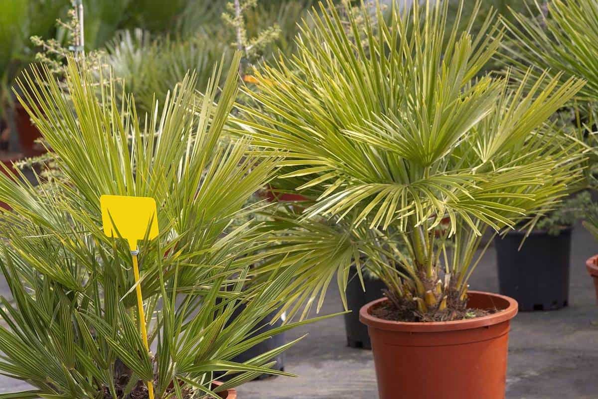 Chamaerops humilis also known as Mediterranean Fan Palm on a pot