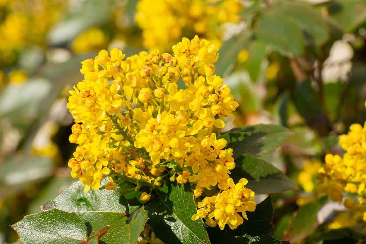 Close up of yellow flowers of a mahonia