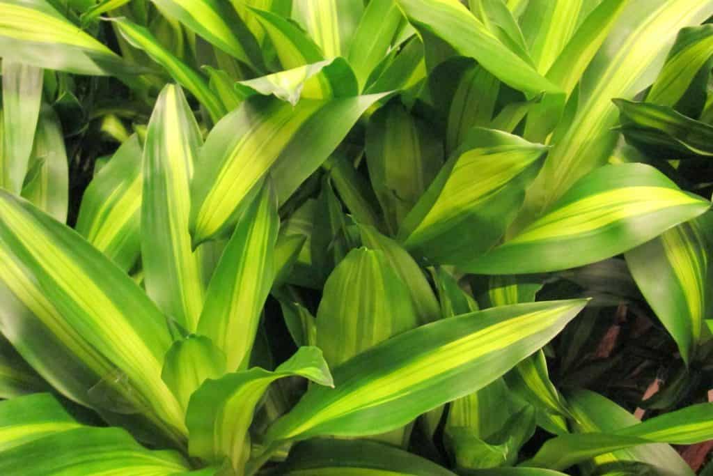 Close up photograph of a corn plant