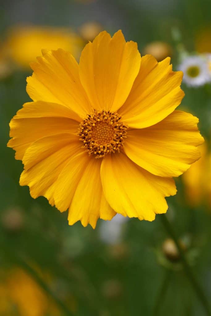 Close up shot of a Coreopsis Plant