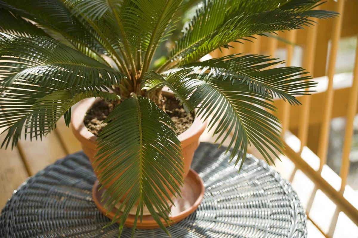 Cycas revoluta also known as Sago Palm in a pot on a balcony table