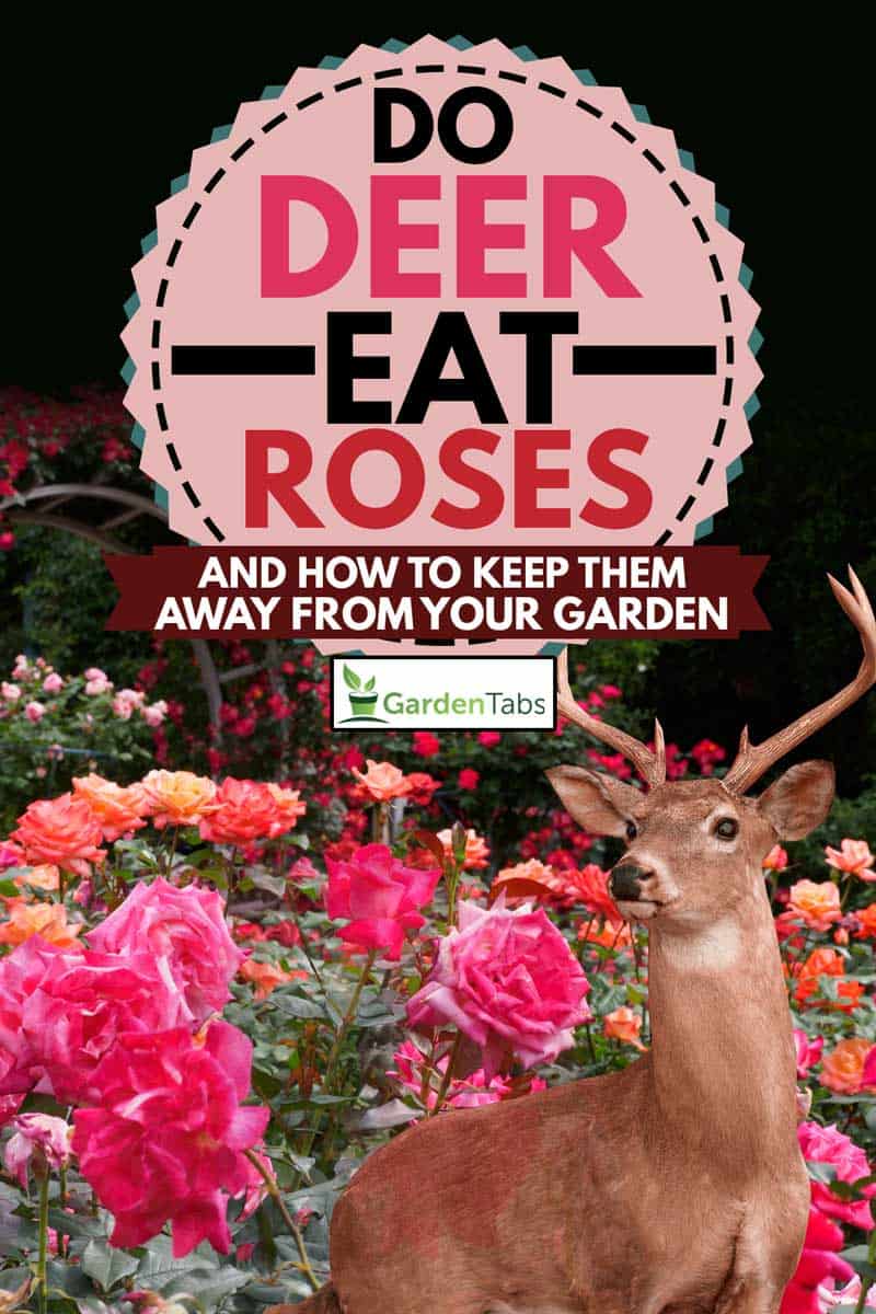 Different rose color in the garden with deer, Do Deer Eat Roses? [and How to Keep Them Away From Your Garden]