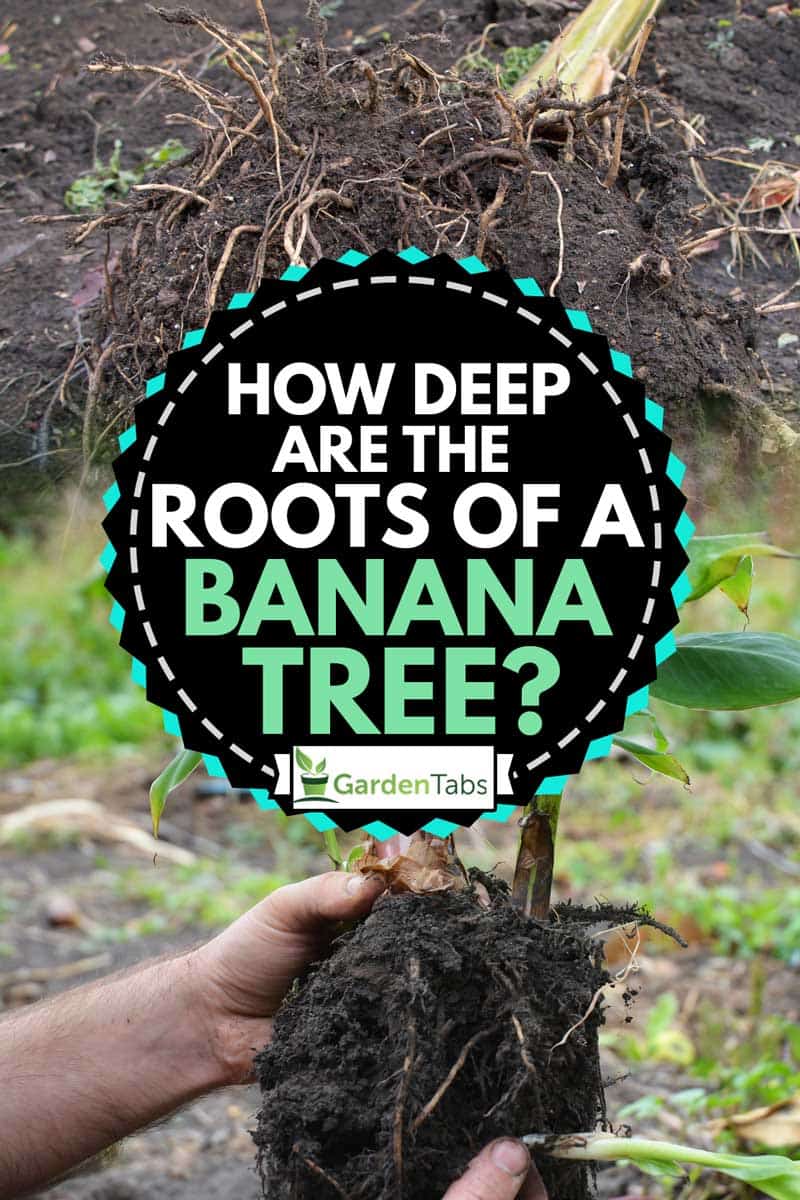 A collage of banana plant roots, How Deep Are the Roots of a Banana Tree?