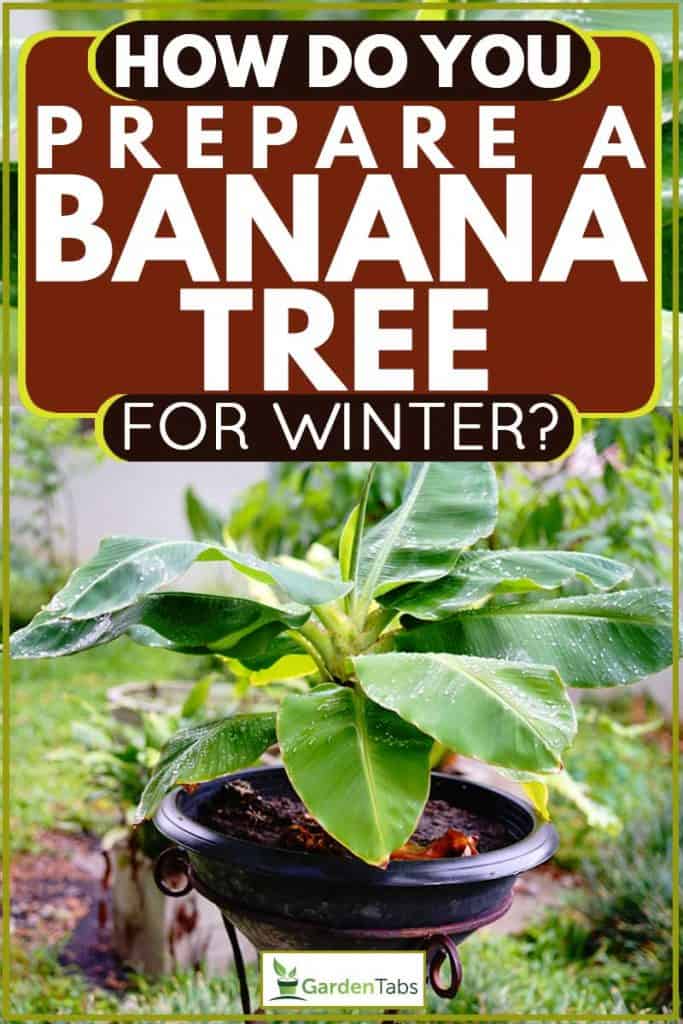 Small banana tree on a pot behind a garden, How Do You Prepare a Banana Tree for Winter?