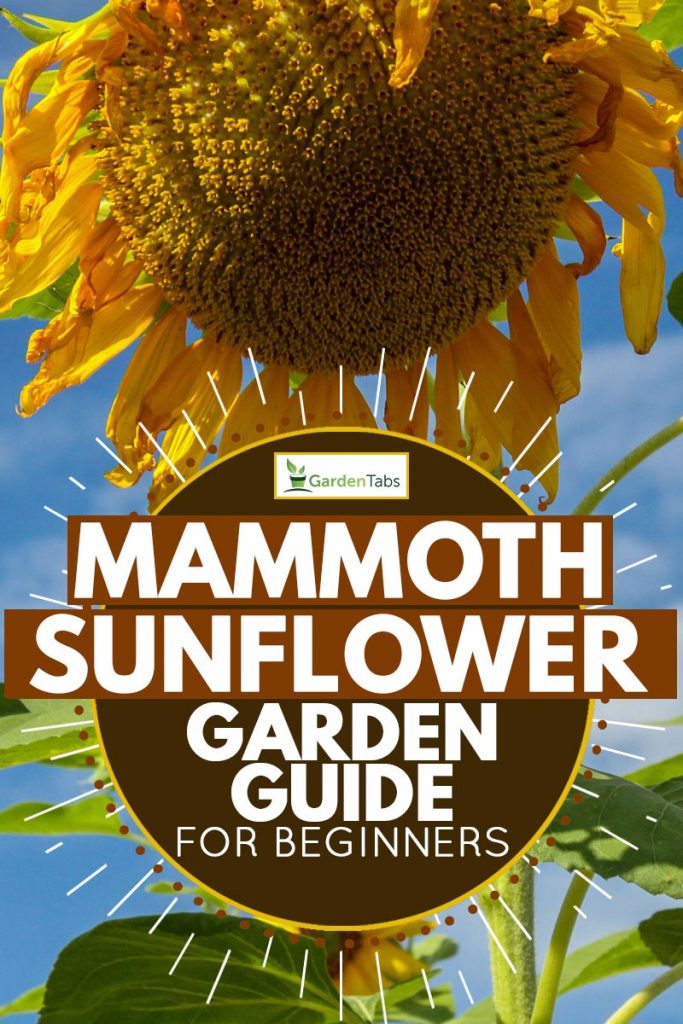 Russian mammoth sunflower or helianthus annuus, Mammoth Sunflower Garden Guide for Beginners