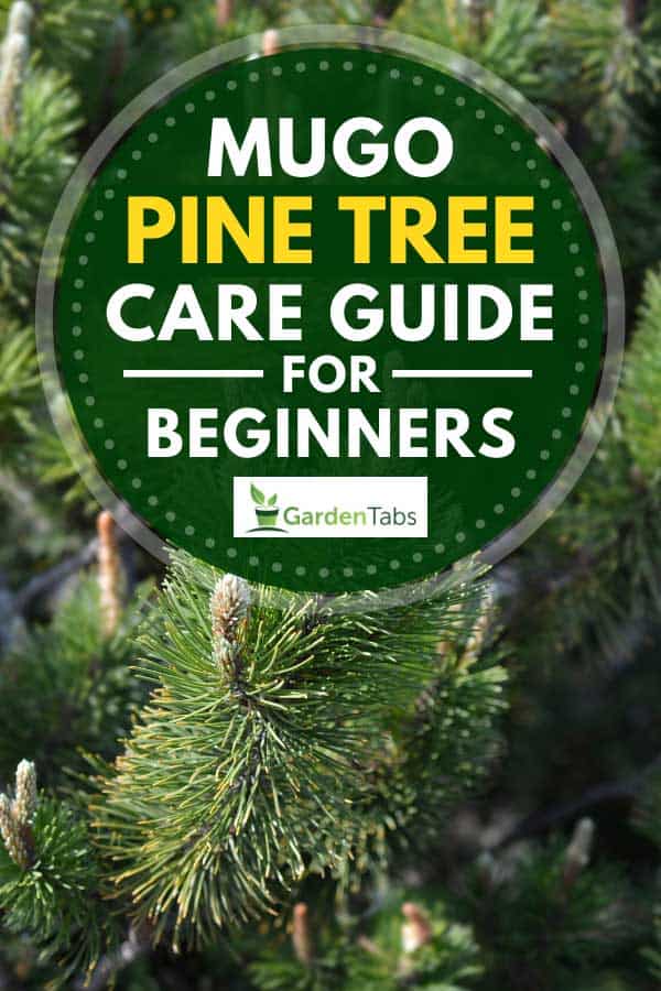 Close up of dwarf mountain pine Mughus, Mugo Pine Tree Care Guide for Beginners