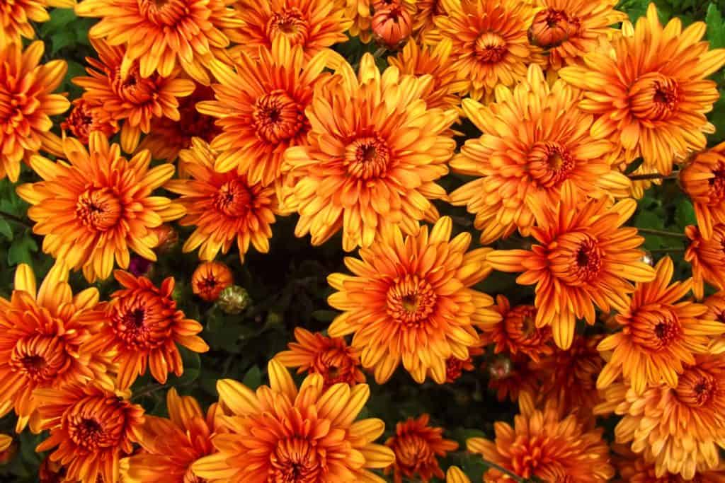 Orange Chrysanthemums photographed at a top angle