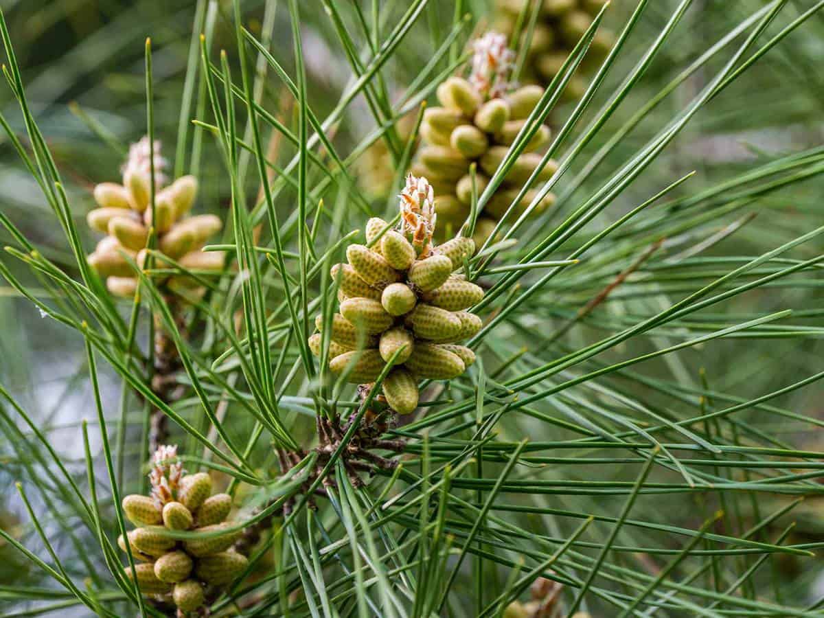 Pitsunda pine young male cones among the very long needles of Pinus brutia pityusa in spring garden